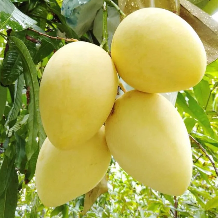 Premium Grade Sweet And Crunchy Yellow Mango For Export From TW 6 Vietnam