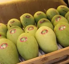 Fresh mango best price/Frozen mango from Vietnam