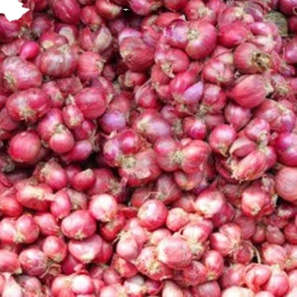SAMBAR ONION SMALL ONION wholesale supplier and exporter from tamilnadu at bulk quantity low price any time
