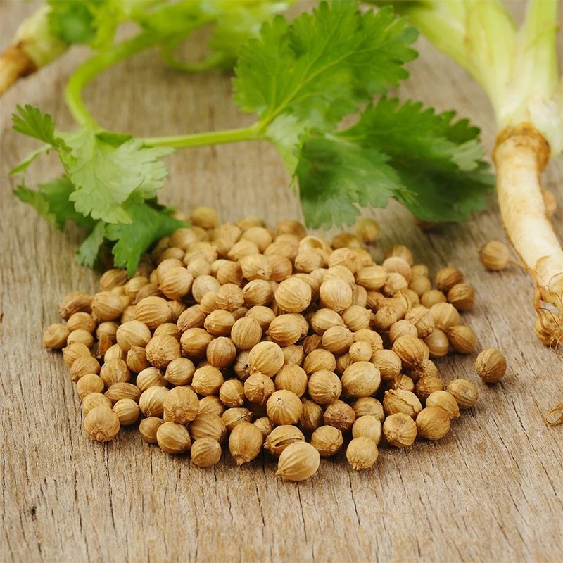 Wholesale High Quality Organic Coriander Seeds Flavored Coriander Seeds Ground Guangxi Natural AD Raw Coriander Seeds