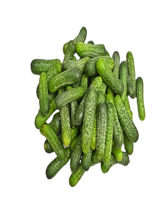 Cucumber 20/60 count Pickled Gherkins Pickled Cornichons in all Media A/Acid , NAV and Salted Brine solution in Food Grade Drums