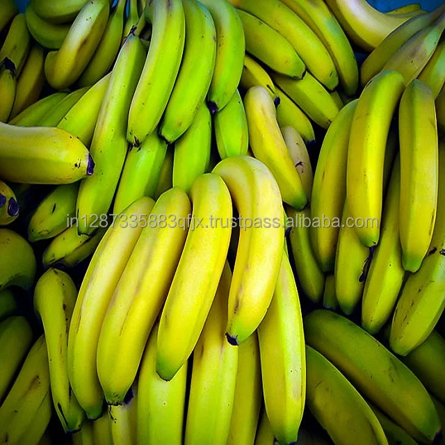 Fresh Cavendish Banana Available For Export