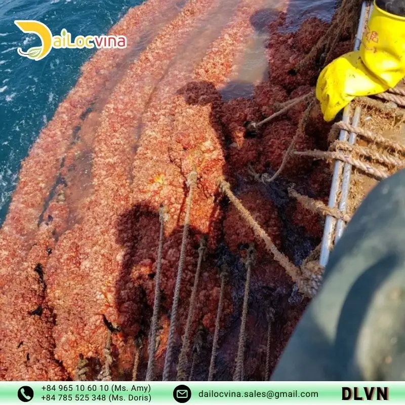 Вьетнамский кокосовый Канат из кокосового волокна для морского применения экспорт высокого качества (MS. DORIS: + 84 785 525 348)