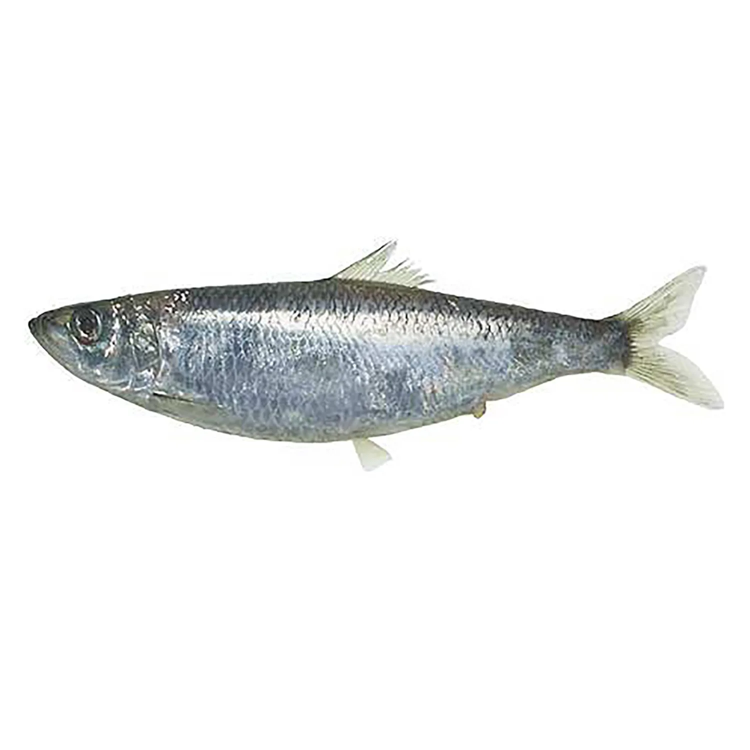 Herring Fish Dried high quality