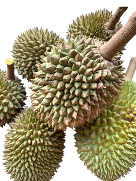 Premium Fresh Durian direct from Thailand Farm (Premium Quality Fresh Durian) - Order for Year 2023