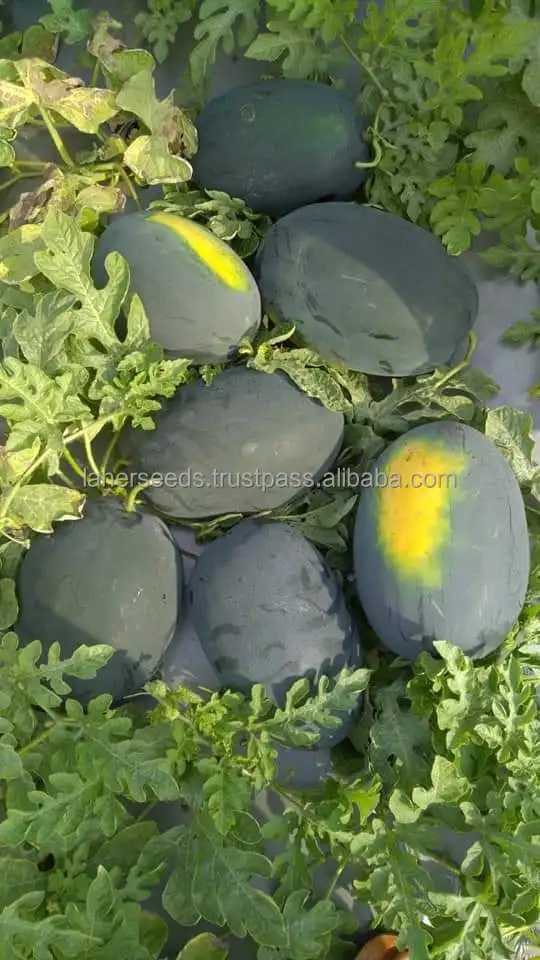 
Manufacturer of APEXX Hybrid watermelon seeds on wholesale price 