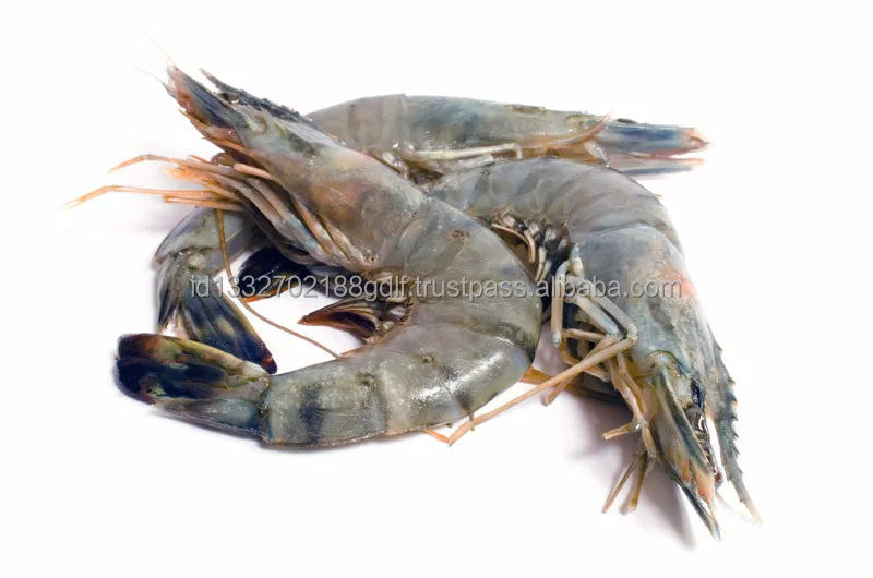 Best Selling Wholesale Price White Shrimp/Fresh Water Prawn/Frozen Vannamei Shrimp Feed From Indonesia