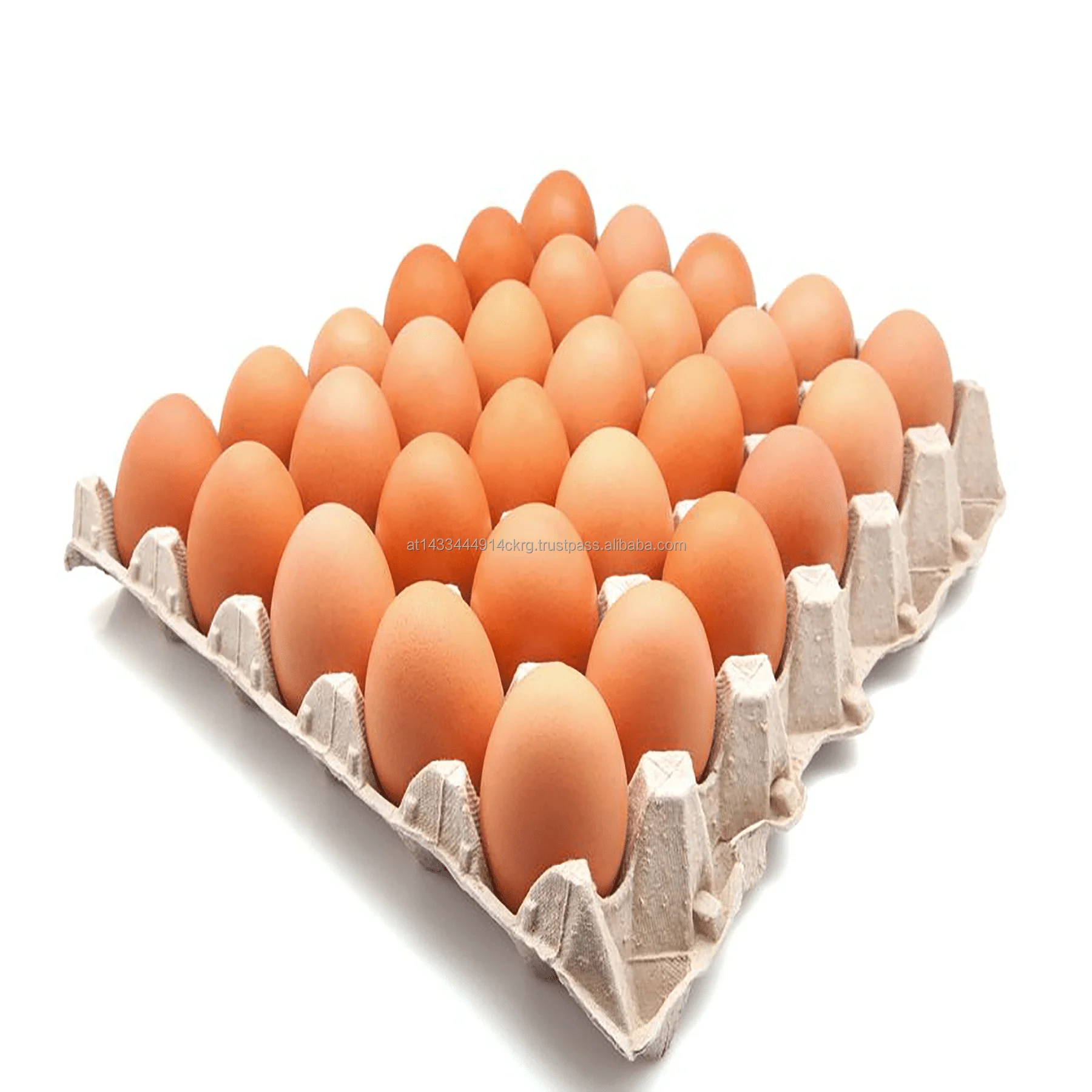 47.-FRESH-EGG-360S.png