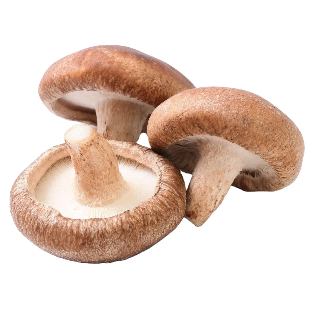 100% organic Frozen Whole shiitake mushroom Mushroom Stem from Vietnam Good package and good price