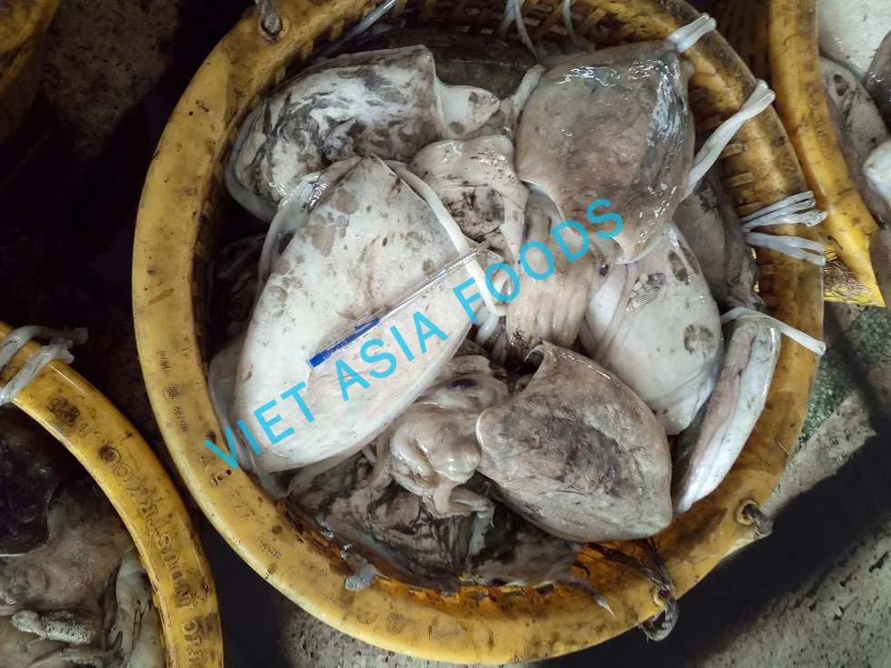 
Best Quality Frozen Cuttlefish from Vietnam 