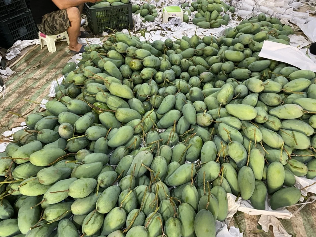 Natural Fruit Fresh Mango High Quality Vietnam Fresh Fruit Mango Delicious Taste Wholesale Suppliers