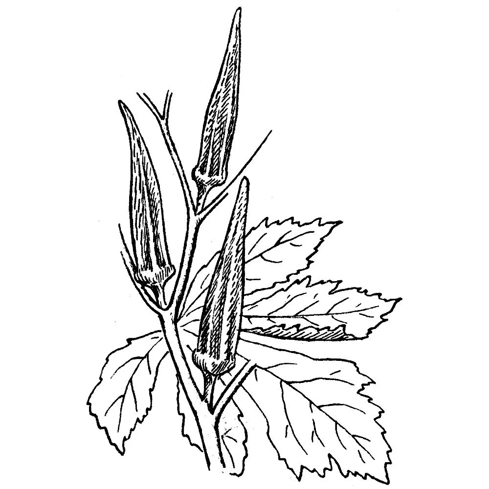 Indian green okra