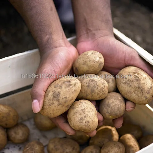 Hot sell for the 100g and up fresh new crop potato from the factory price