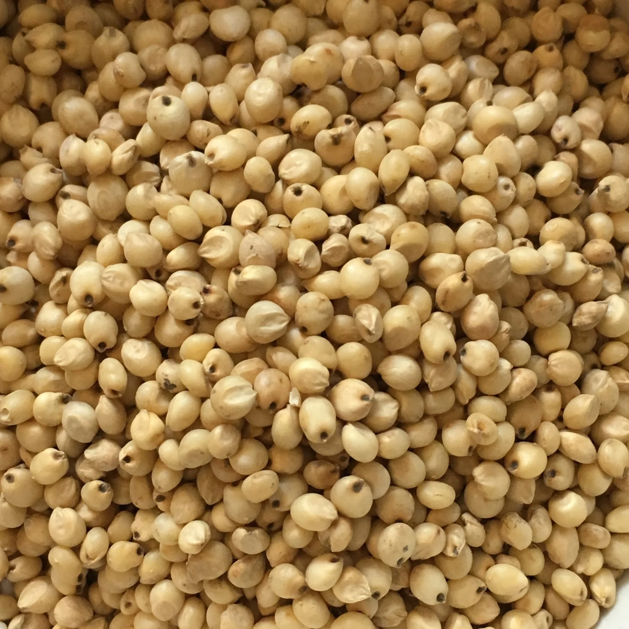 Top quality Best Quality White Sorghum Bulk Red Sorghum For Sale