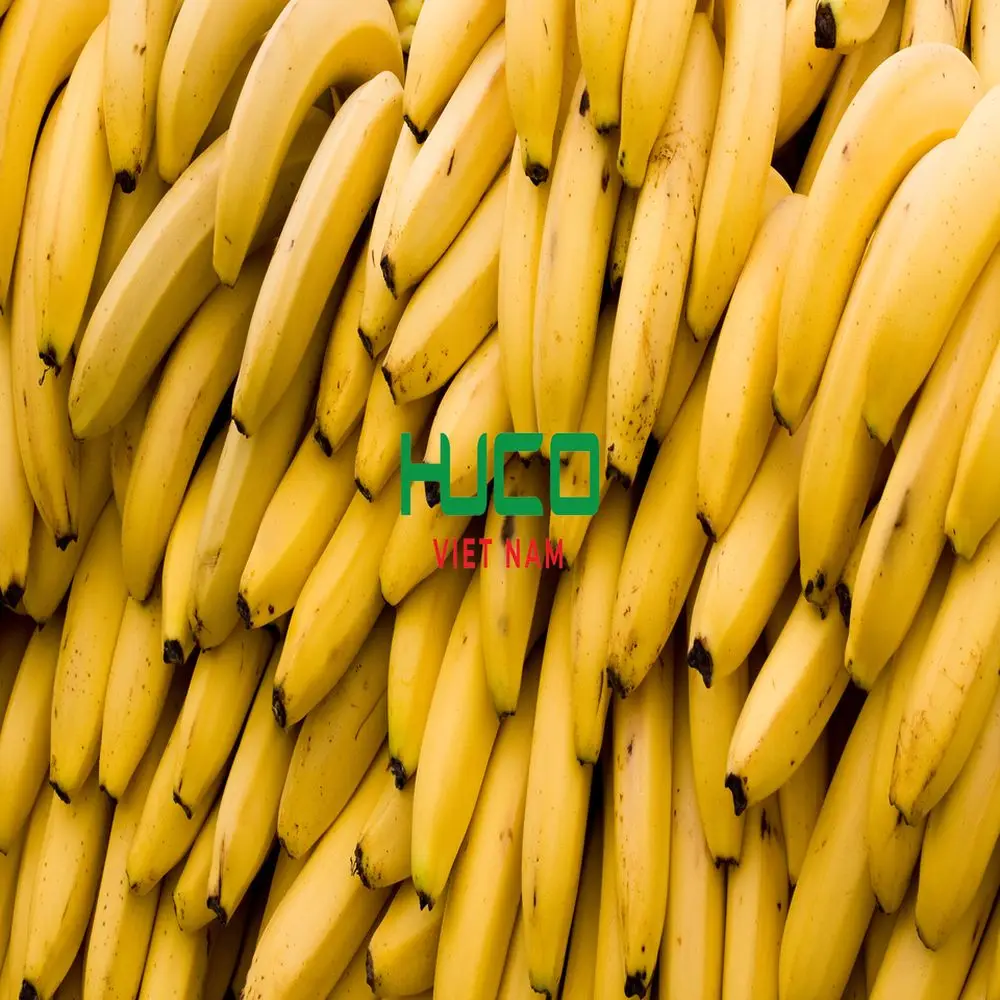 Best selling Fresh Banana from Vietnam Good Price