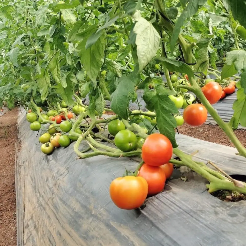 Agriculture from VIETNAM Tomatoes Export to EU USA UAE Etc High Quality Tomato Red Style Storage Packing GLOBAL GAP Color Raw