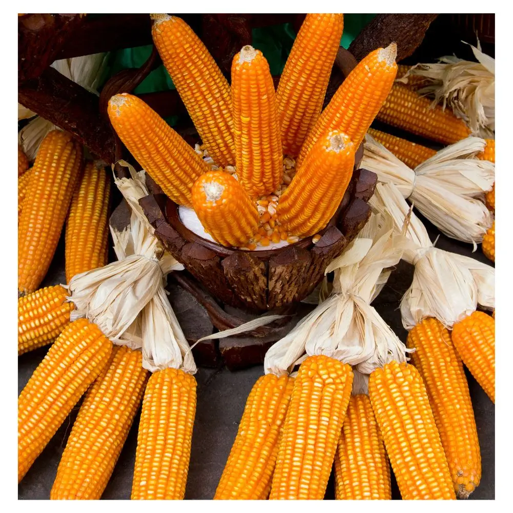 Dried Yellow Corn / Dried Yellow Maize / Yellow corn for Animal feed yellow Maize Popcorn