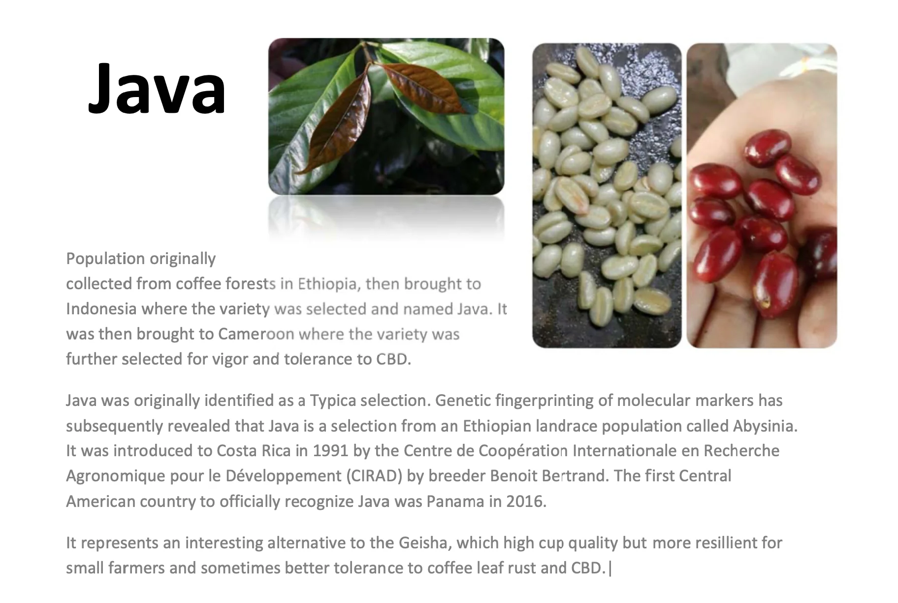 Premium JAVA Coffee Beans (Tan-Roasted Level) 1,000 Gram / Bag - Product of Thailand