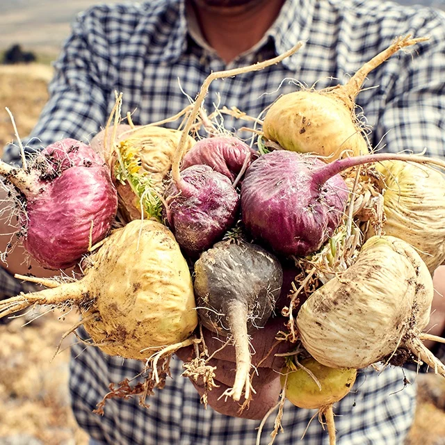 High Quality Peruvian Maca Root Powder at Wholesale Rate