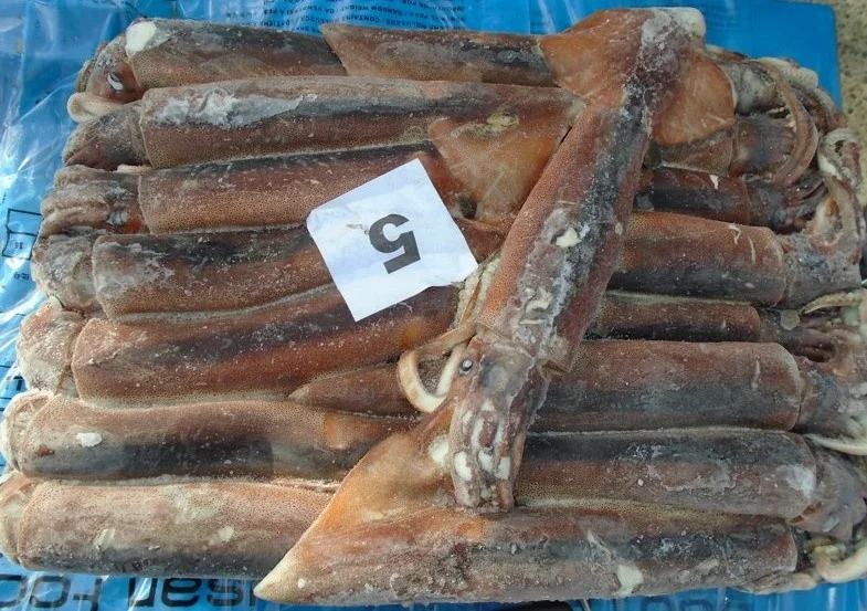 TOP SALE GUARANTEED QUALITY WHOLESALE PRICE FROZEN ILLEX SQUID SEAFROZEN-JIGGER