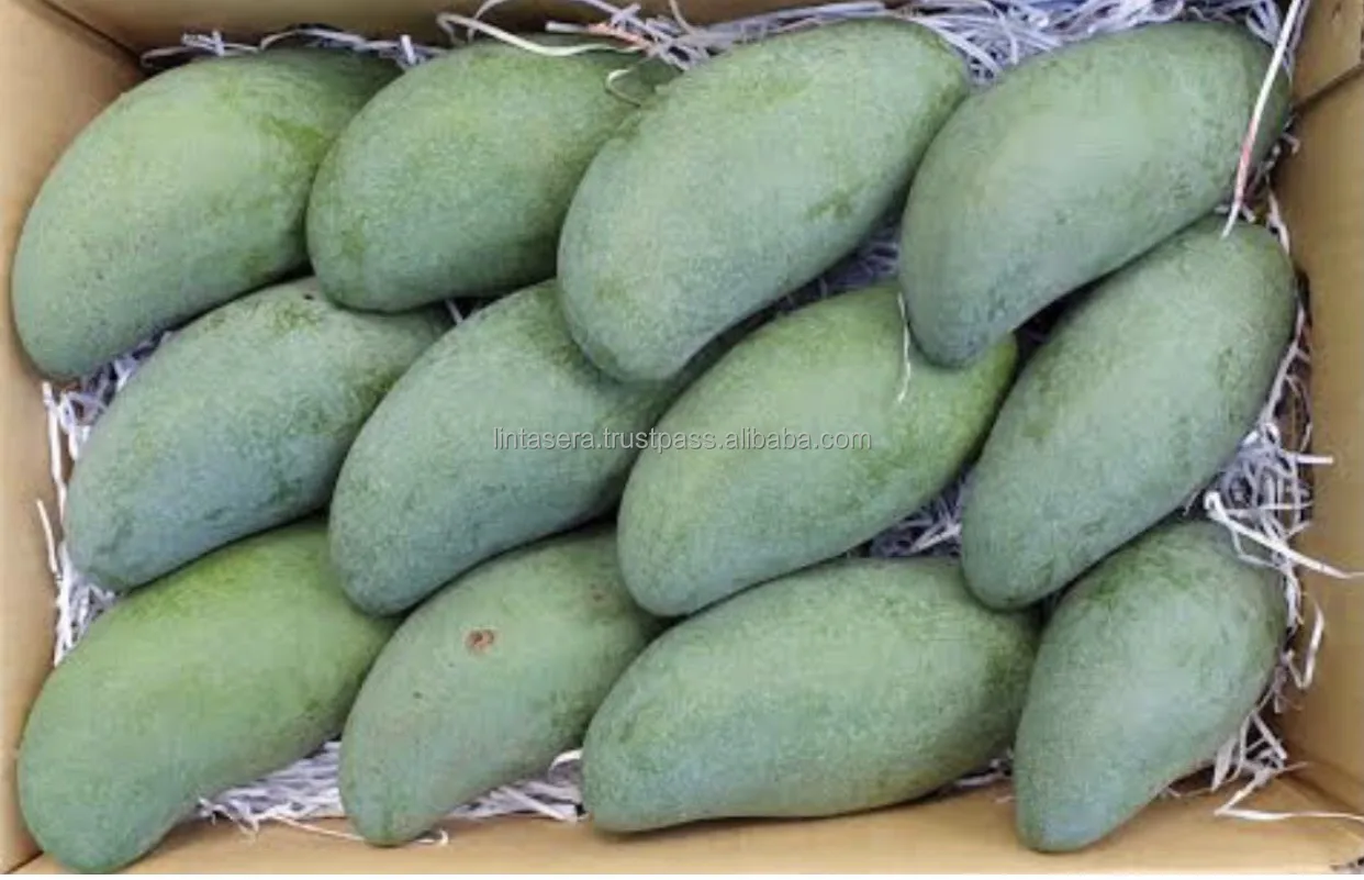
Thailand Best Export Quality Green Mangoes 