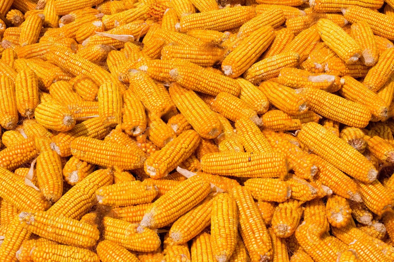 Dried Yellow Maize Corn, Non-GMO Yellow Corn & White Corn/Maize for Human & Animal Feed