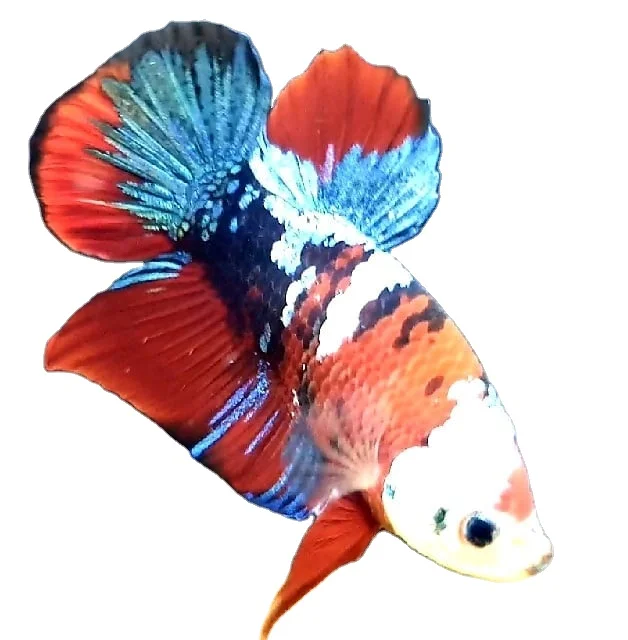 
 Цветной тайский Бетта-рыбка Полумесяца Премиум-Качества плакат сиамский  