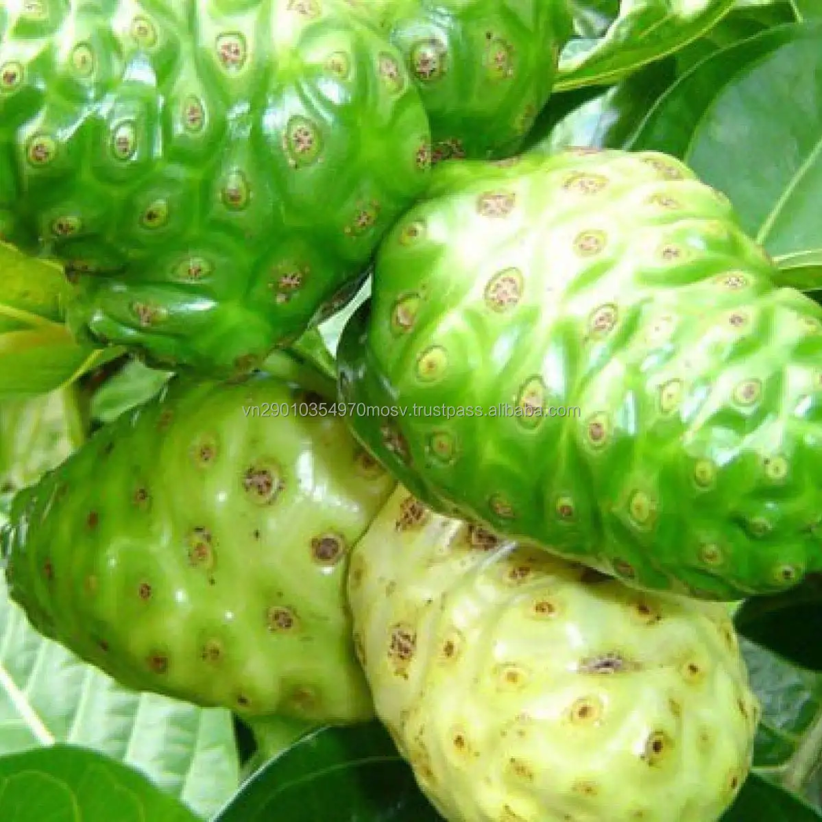 Сухофрукты нони-100% органические сухофрукты Нони из Вьетнама