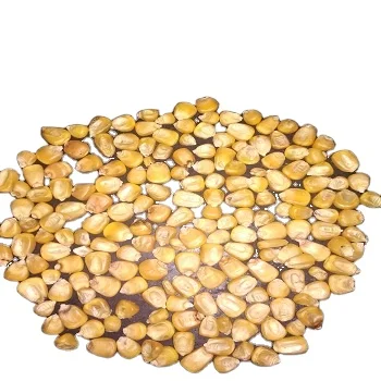 High nutrition product Yellow corn for animal feed ready for export