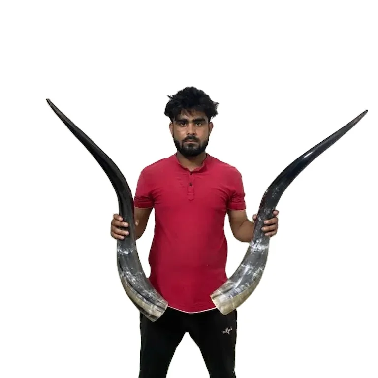Mounted Steer Mounted Long Horns Pairs And Horn Pairs polished cow horns bull Western Decoration