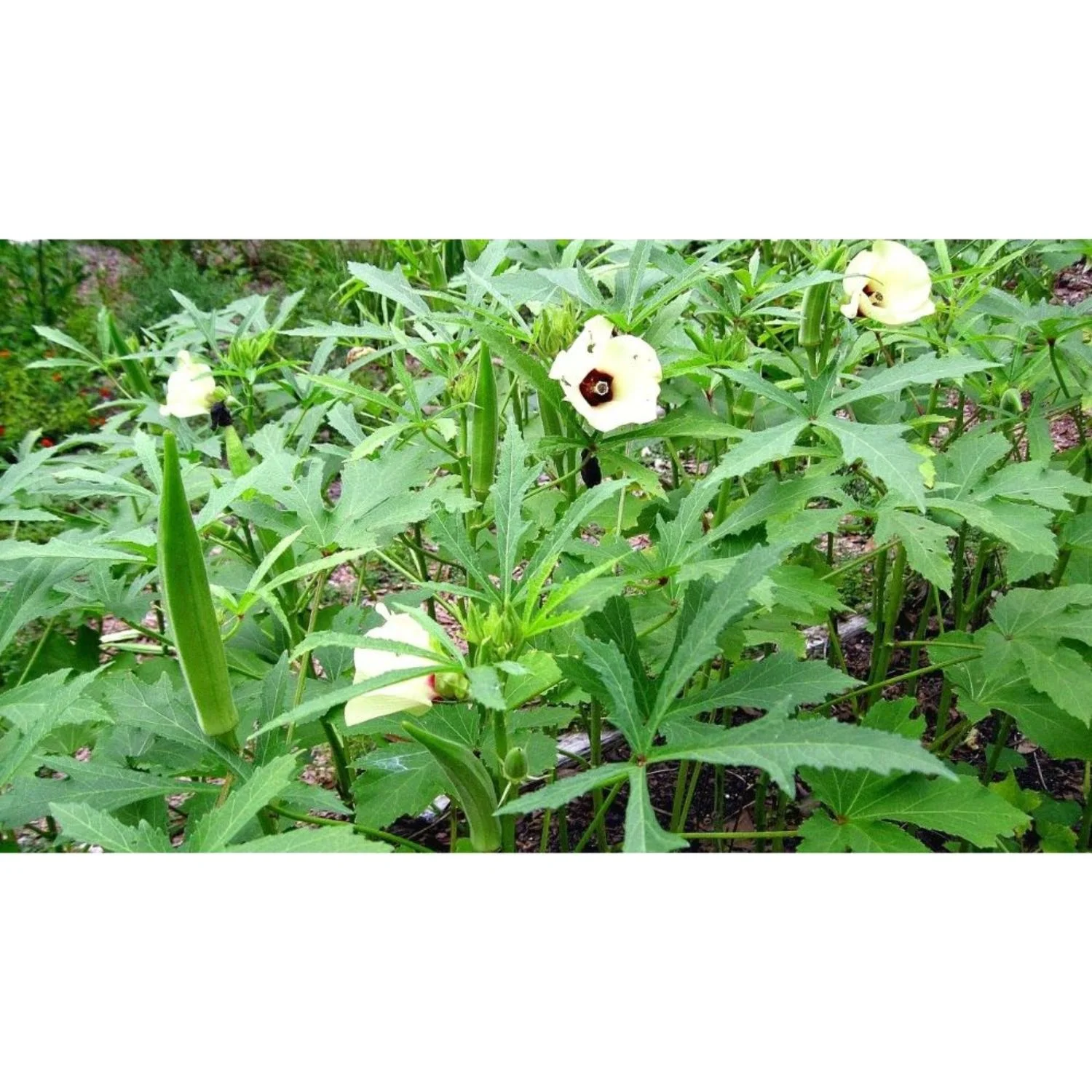 Упаковка крупными партиями в мешках HDPP для экспортного качества Okra Pusa Sawani / Okro потребления сельском хозяйстве