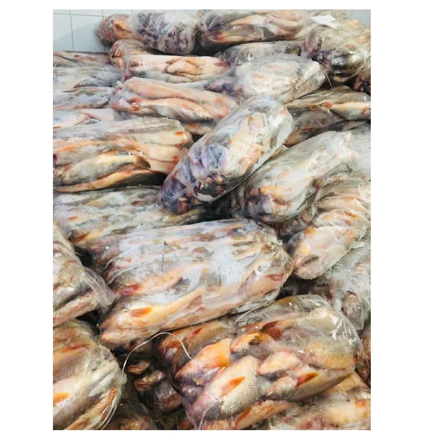 Yellow Croaker Fish On Boat Frozen  Premium Quality Bangladeshi Origin  Size 300gm to 1000gm