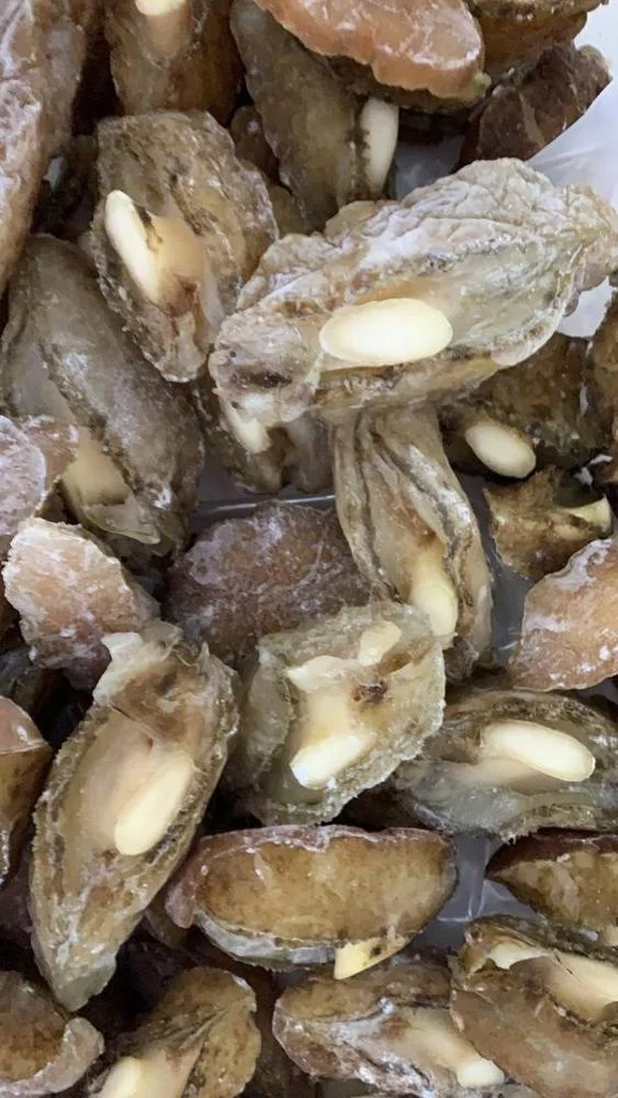 Top Selling High Grade Half Cooked Abalone Seafood For Sale Packaging ISO HACCP Fresh Health Nutrition Origin Life