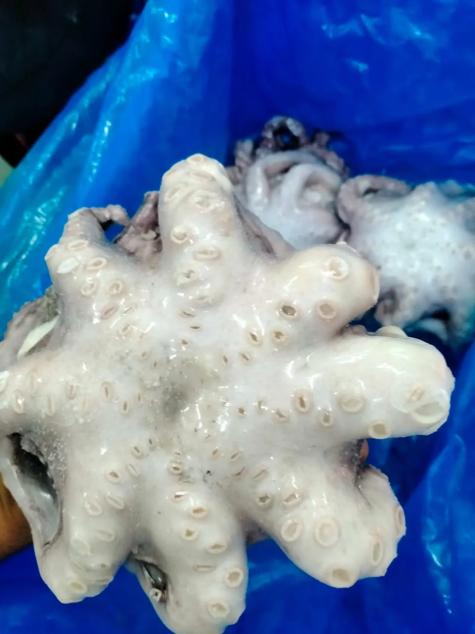 Frozen Octopus whole cleaned individual frozen  from India