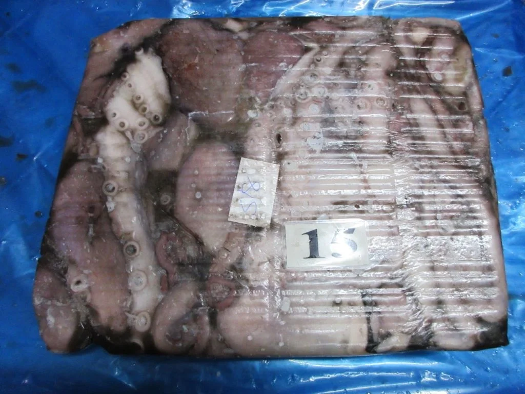 FROZEN OCTOPUS WHOLE FROM INDIA