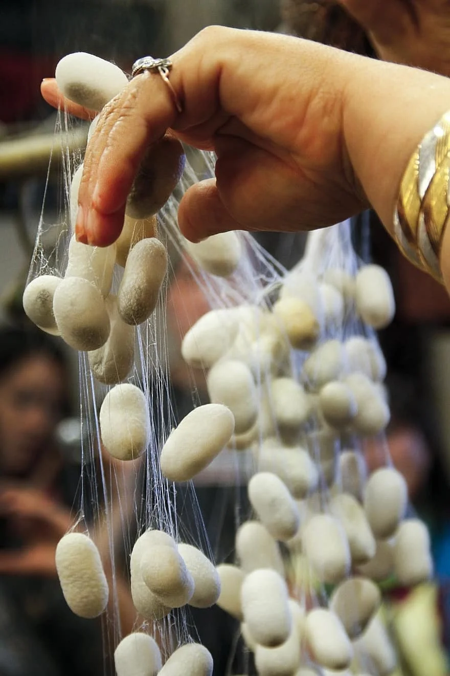 CUT WHITE SILKWORM COCOON FOR FACE CLEANING CHEAP PRICE/NATURAL SILKWORM COCOON FOR YARN FROM VIETNAM