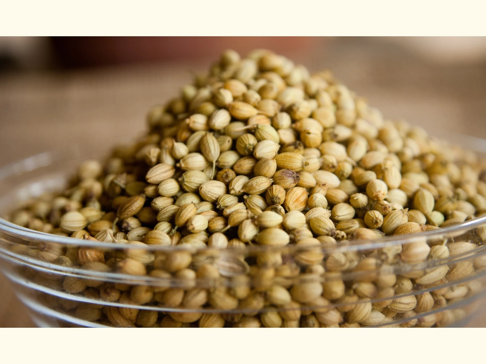 Whole Coriander Food Grade Manufacturers Wholesalers Good Quality Low Price Coriander Seeds Export Quality