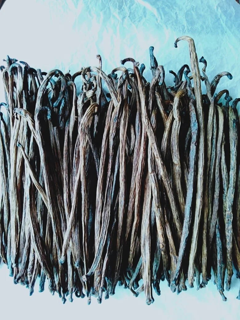 RENDAH PLANIFOLIA GRADE-3 20-22 CM VANILLA BEANS for EXTRACTION Hot Selling Indonesian Best Quality Bourbon with Best Price
