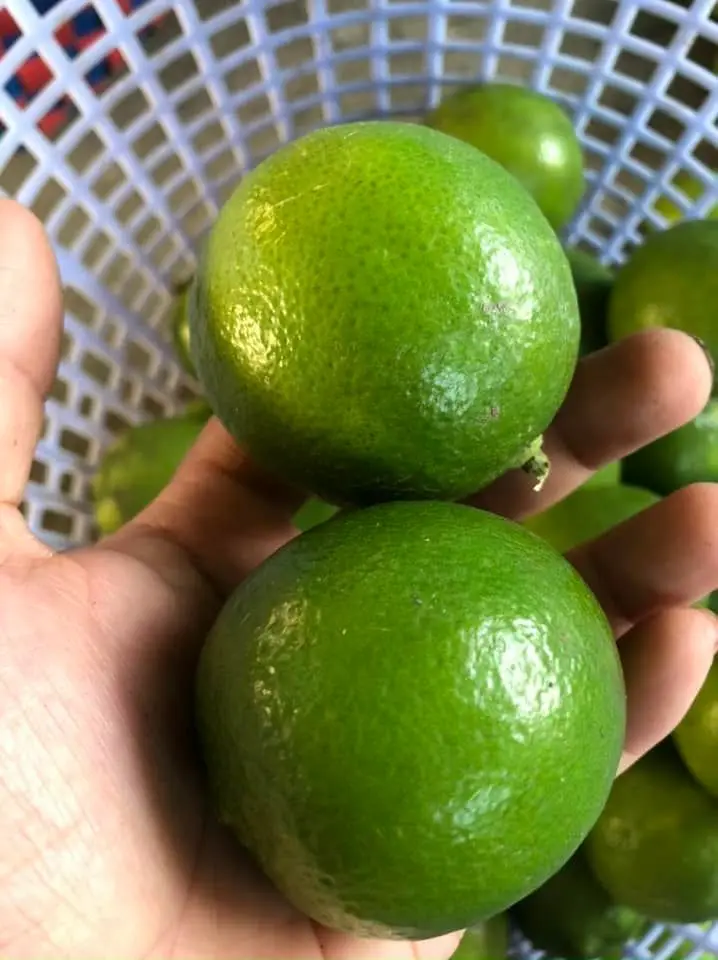 Vietnamese Seedless Lime Wholesale Fresh Lime For Delicious Fruit Best Price Citrus Fruit Ready To Ship