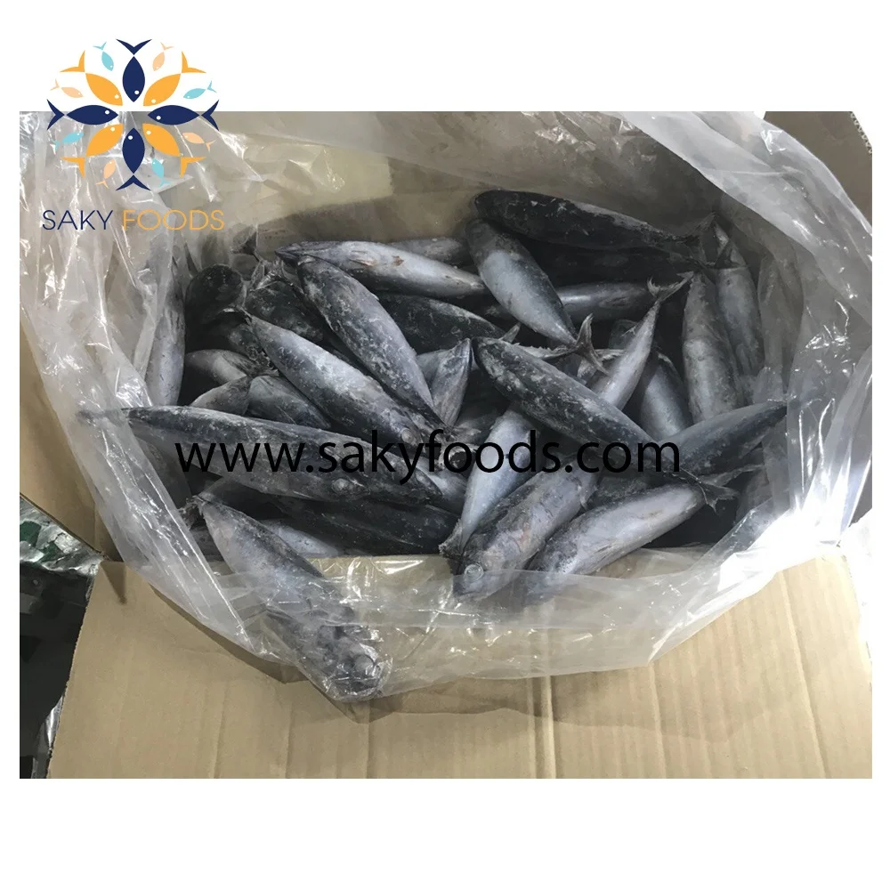 good price frozen bonito tuna