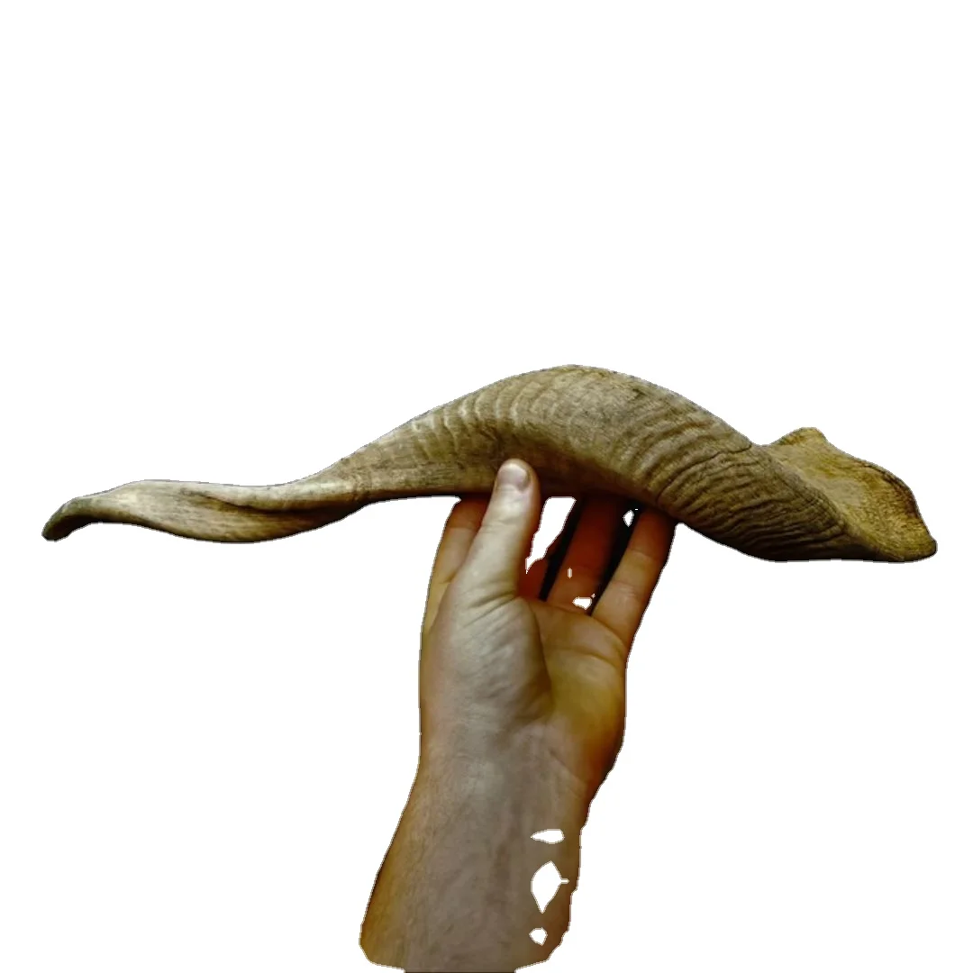 Nhe Overseas Best Top Natural Ram Horns Large Eco-Friendly Cotton Dog Chew & Treats Sale on Best Top Lamp Horns