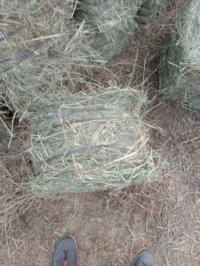 High Quality Pakistani Lush Green Moisture Controlled Soft Rhodes Grass Small Bundles For Sale in Bulk Quantity