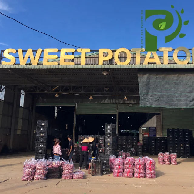 Органический фиолетовый сладкий картофель из Вьетнама высокого качества/100% натуральный картофель-оптовая продажа сладкого картофеля от вьетнамского поставщика