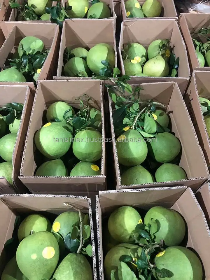 Green Pomelo Fresh Fruits High Grade Pomelo Fresh Pomelo Fruit Grapfruits frozen
