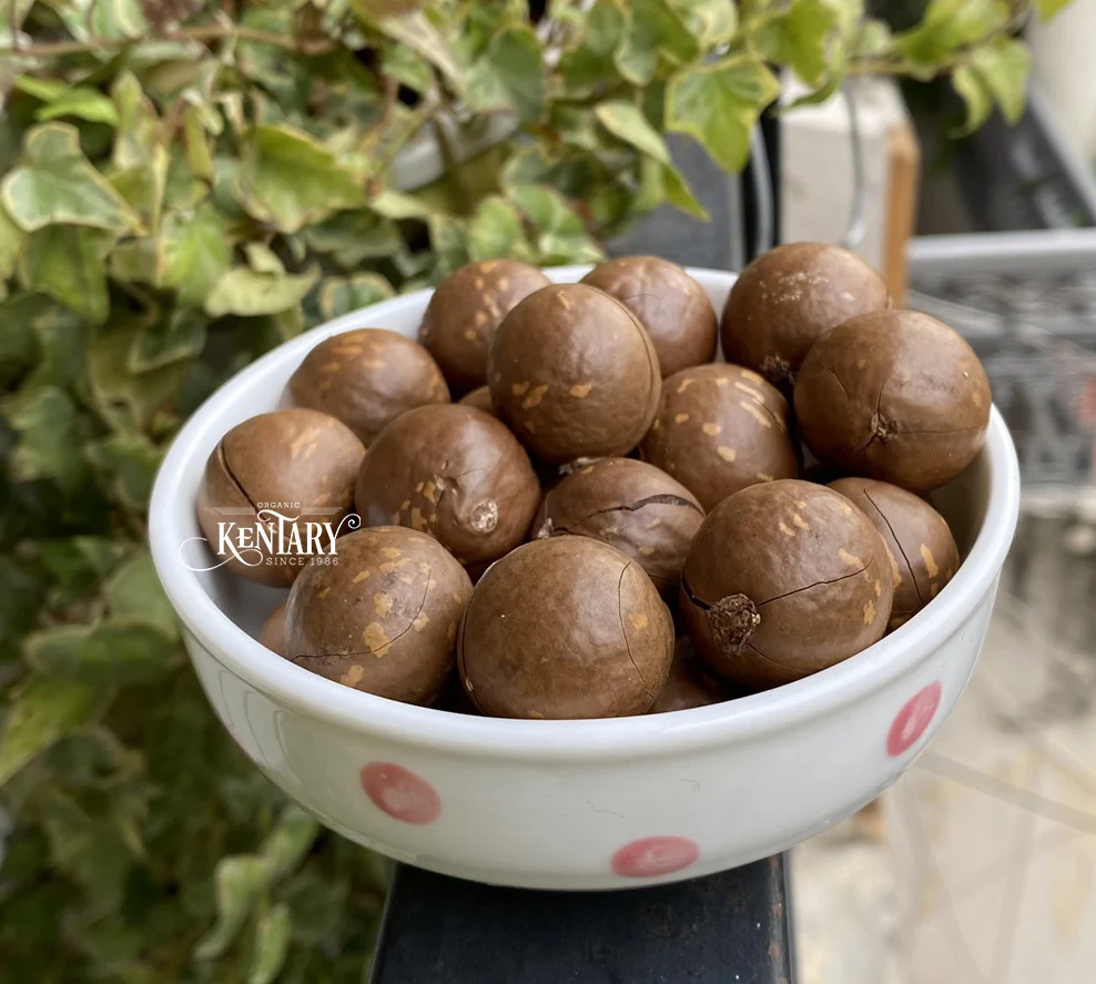 Wholesale Macadamia Nut Cracker In Sell Hight Quality Cheap Price Factory in Vietnam 100% Pure non GMO