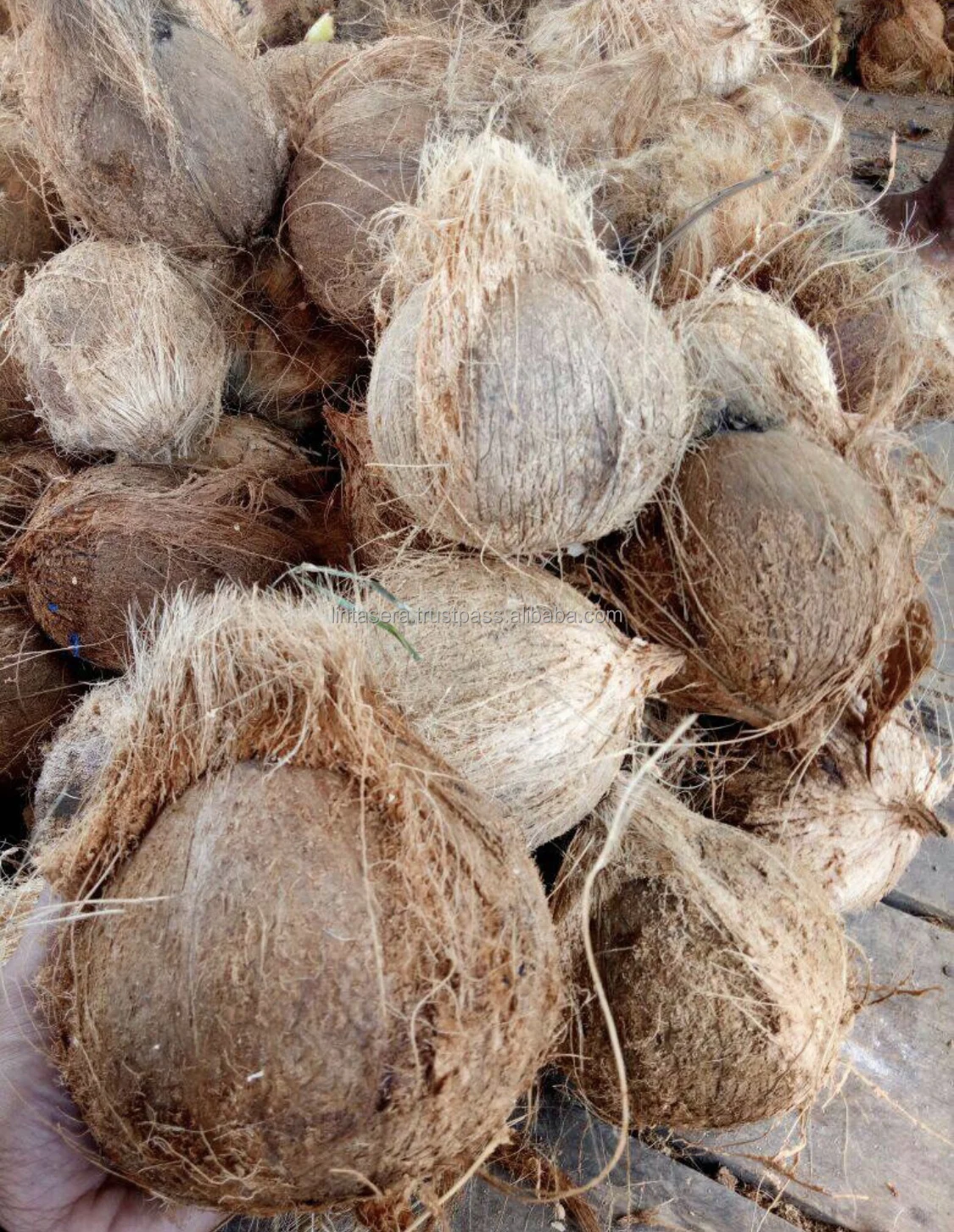 Best Selling  Export  Quality Wholesales Semi Husked  Matured Coconut