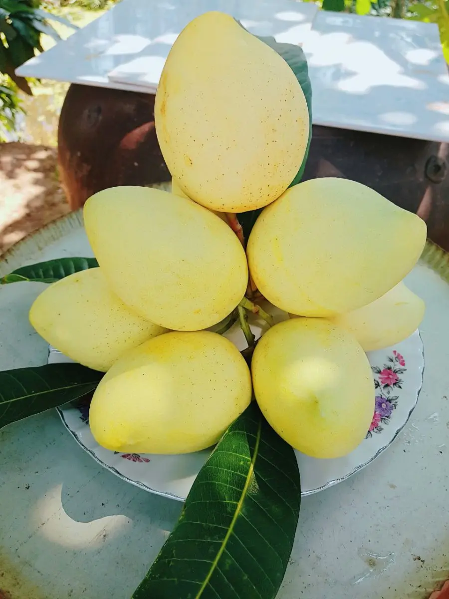 Premium Grade Sweet And Crunchy Yellow Mango For Export From TW 6 Vietnam