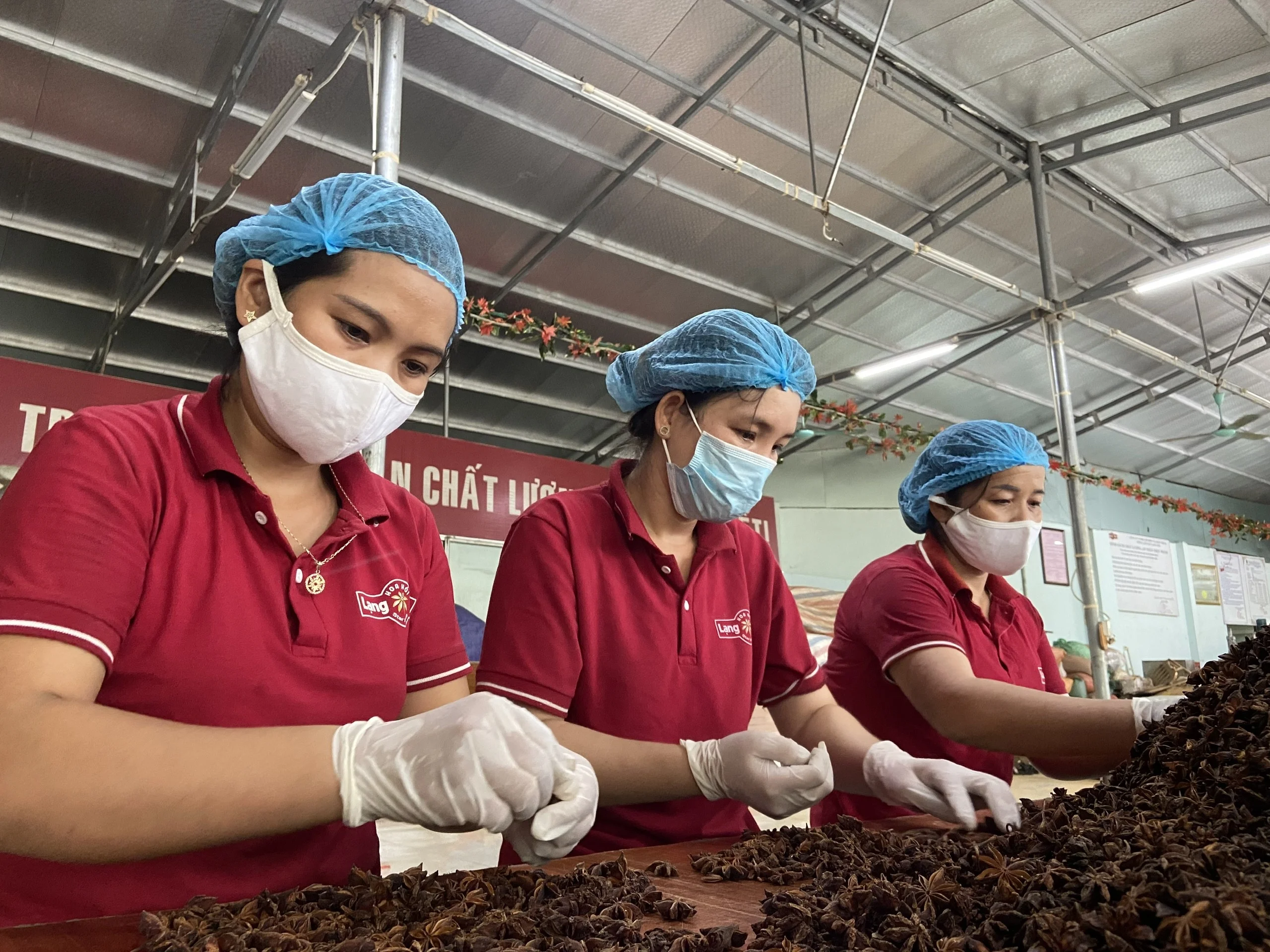 Spices & Herbs Products Natural Brown Dried Style Raw Processing Whole Anise Standard Quality New Spring Crop 2022 From Vietnam