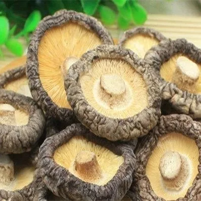 Organic Dried Shiitake Mushroom Dried Food High Quality Shiitake Mushroom Wholesale Price For Taiwan buyer
