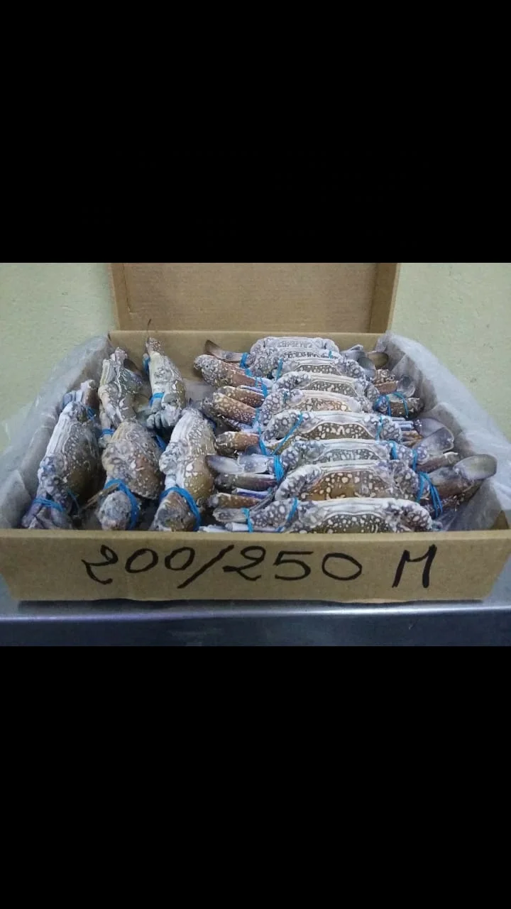 Поставщик замороженных голубых крабов трейдер экспортер Индии на дешевой фабрике и оптовая цена большое